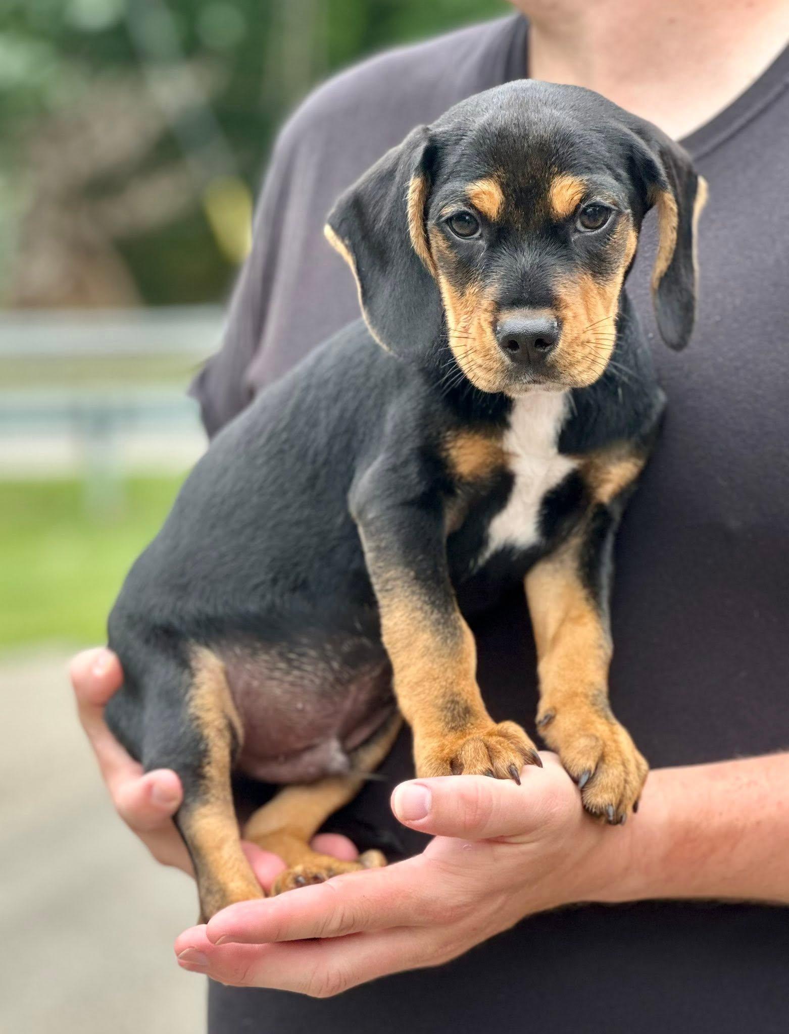 Royal - ADOPTED, an adopted mixed breed in Millfield, OH image 1/2