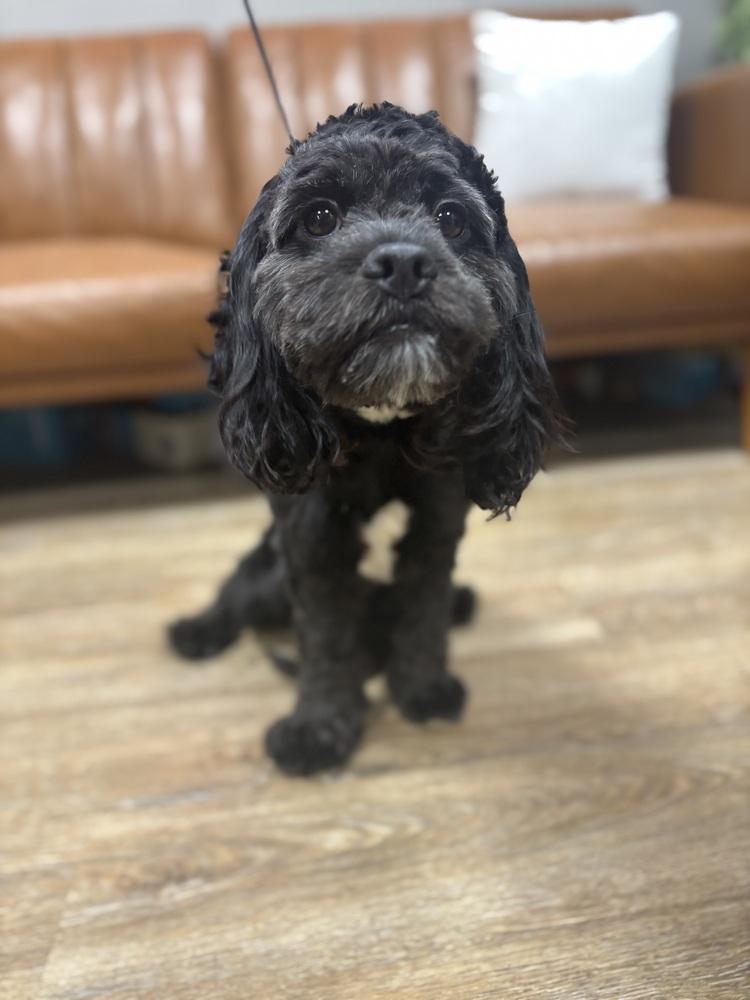 Enlarge Otto, a Adoptable mixed breed in Frankfort, NY image 5/6