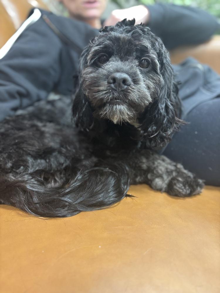 Enlarge Otto, a Adoptable mixed breed in Frankfort, NY image 6/6