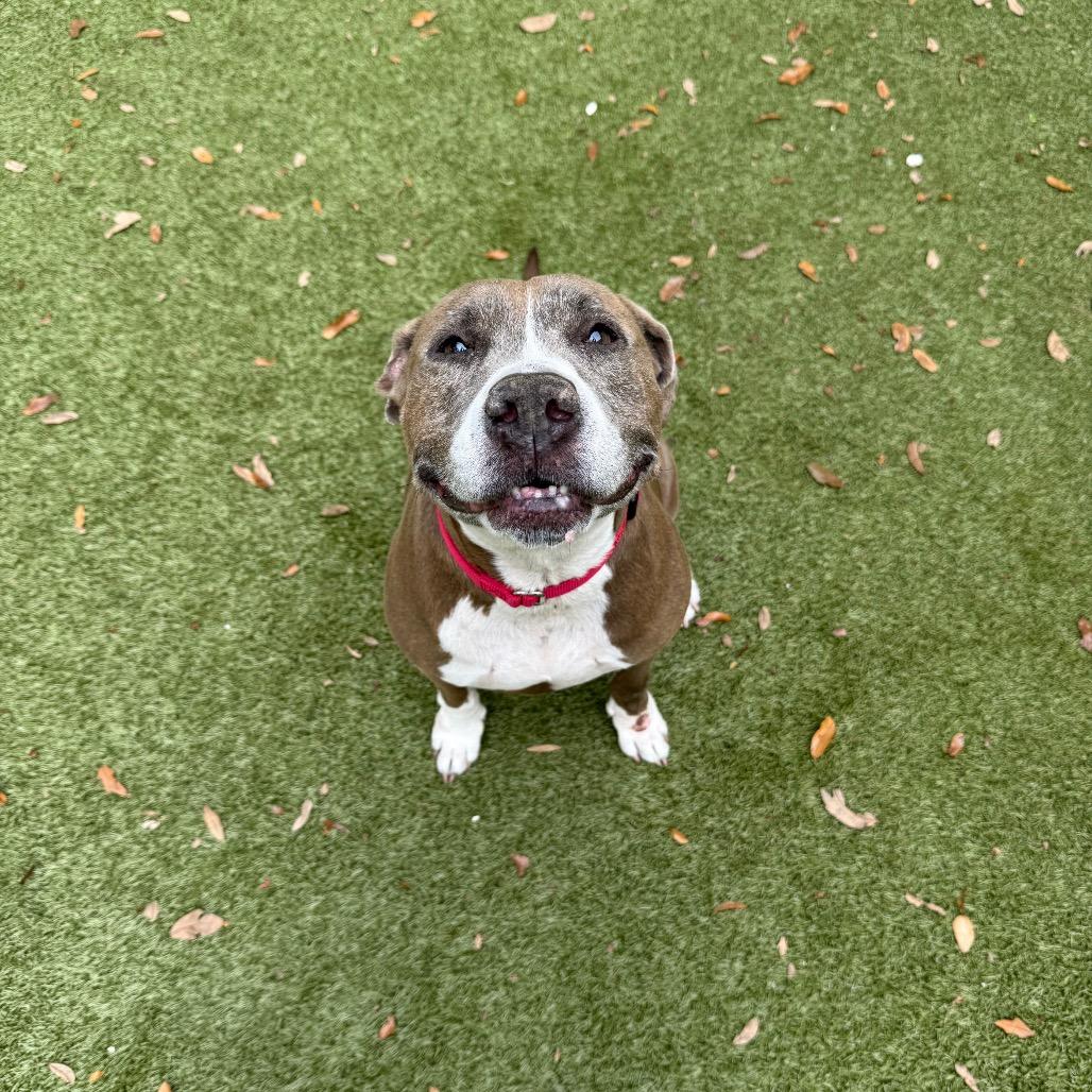 Phoebe, Adoptable, Senior Female Mixed Breed.