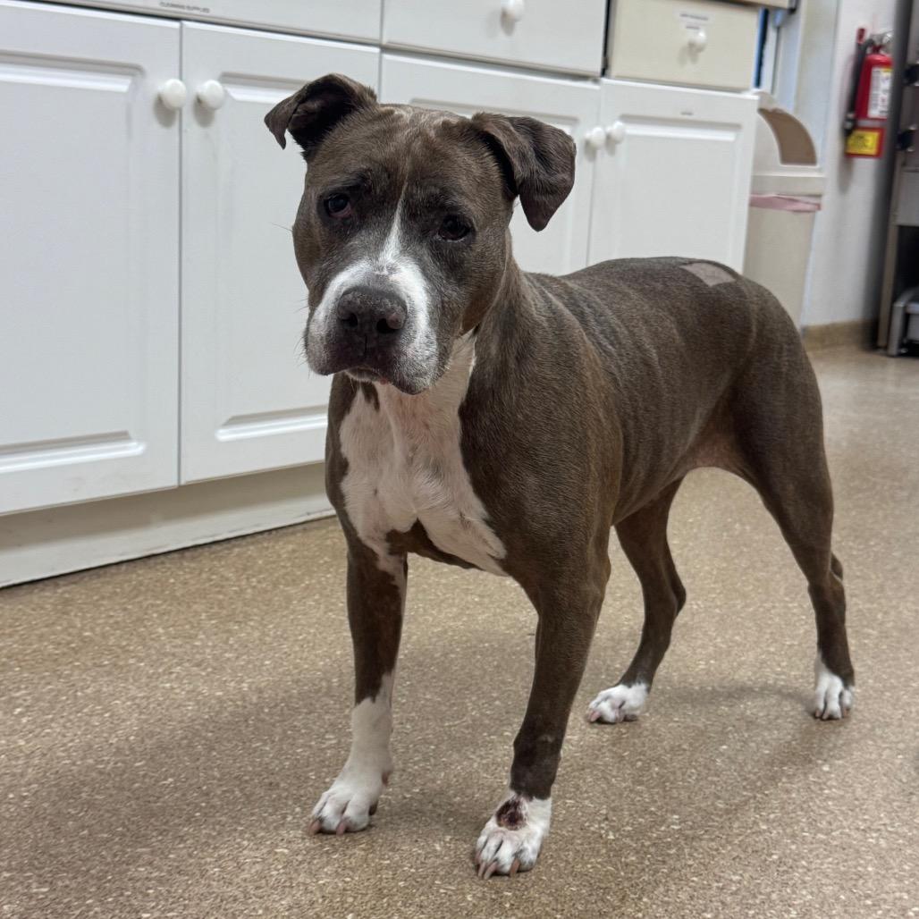 Phoebe, Adoptable, Senior Female Mixed Breed.