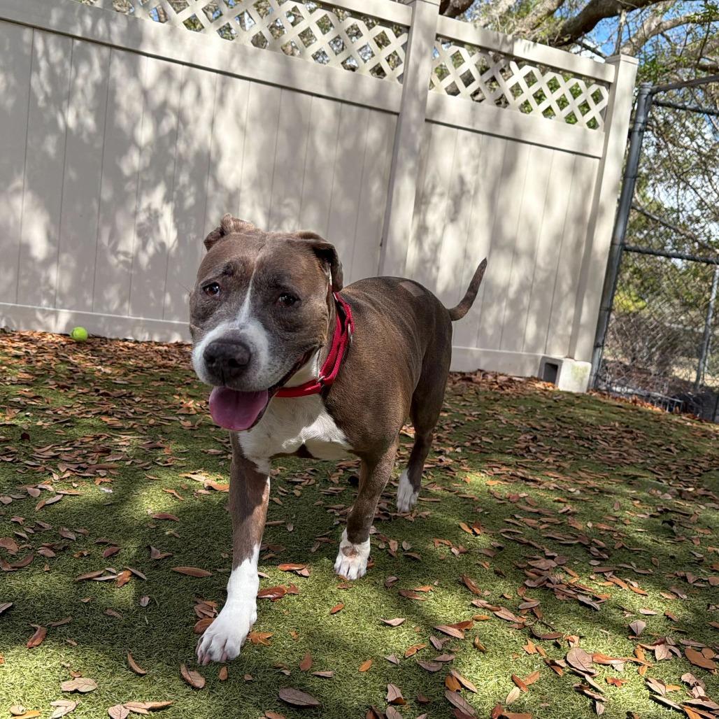 Enlarge Phoebe, a Adoptable mixed breed in Titusville, FL image 2/6