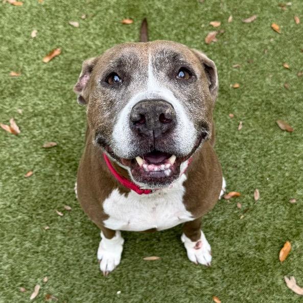 Phoebe, a Adoptable mixed breed in Titusville, FL image 2/3