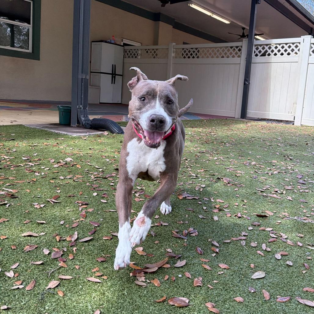 Enlarge Phoebe, a Adoptable mixed breed in Titusville, FL image 4/6