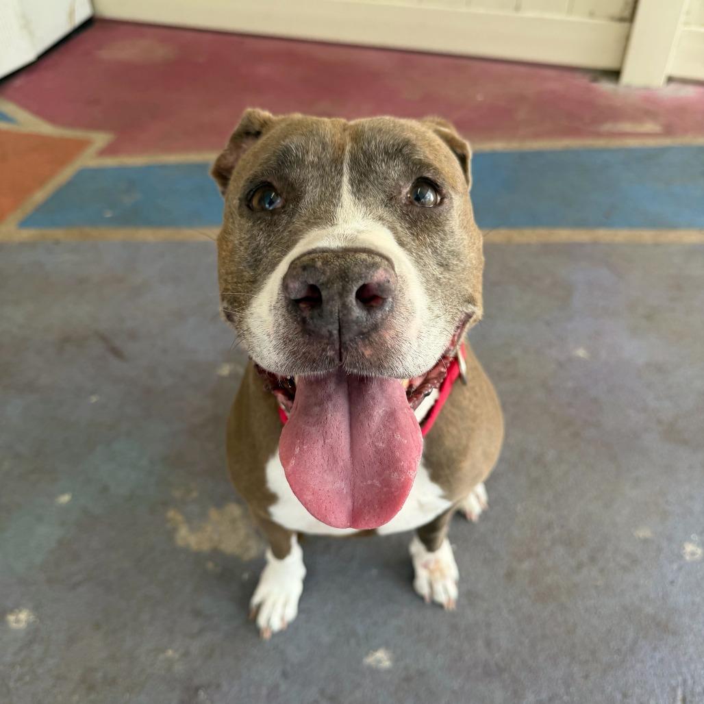 Enlarge Phoebe, a Adoptable mixed breed in Titusville, FL image 5/6