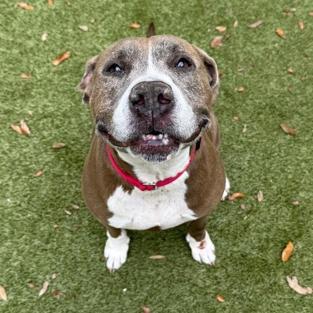 Phoebe, a Adoptable mixed breed in Titusville, FL image 3/3