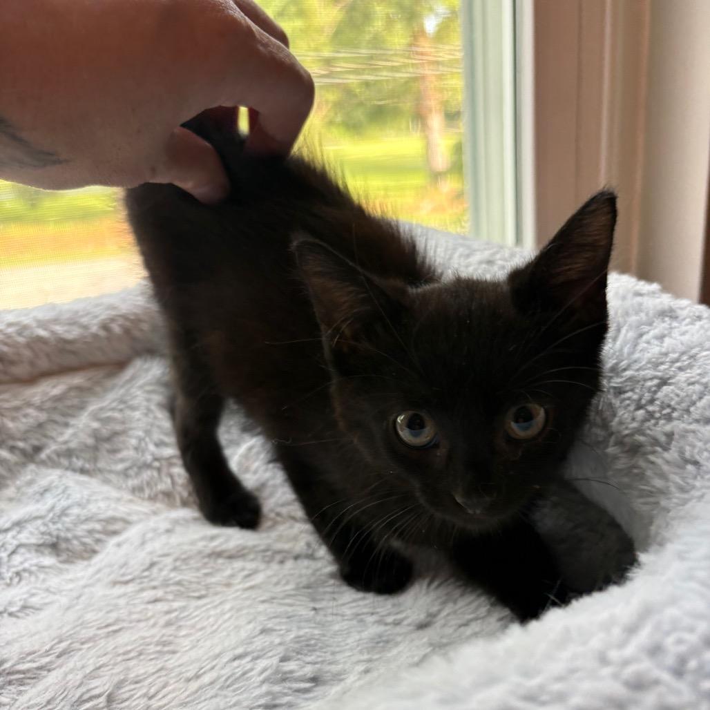 Dolly- FIV+, Adoptable, Kitten Female Domestic Short Hair.