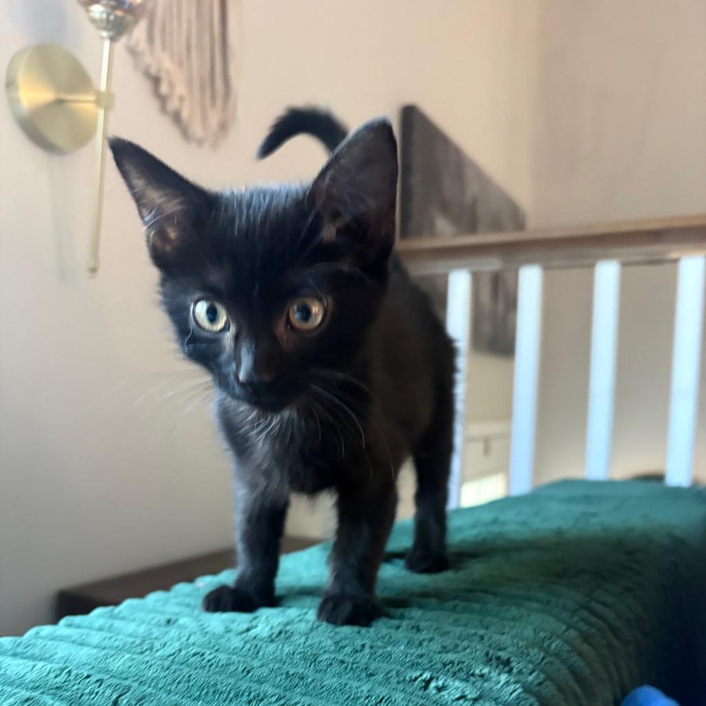 Enlarge Dolly- FIV+, a Adoptable Domestic Short Hair in La Grange, KY image 3/5