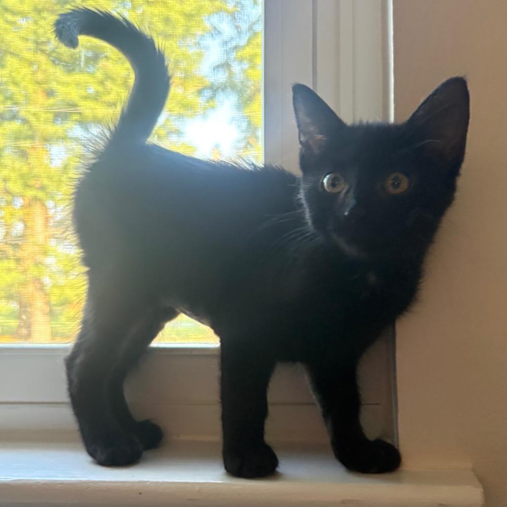 Enlarge Dolly- FIV+, a Adoptable Domestic Short Hair in La Grange, KY image 4/5