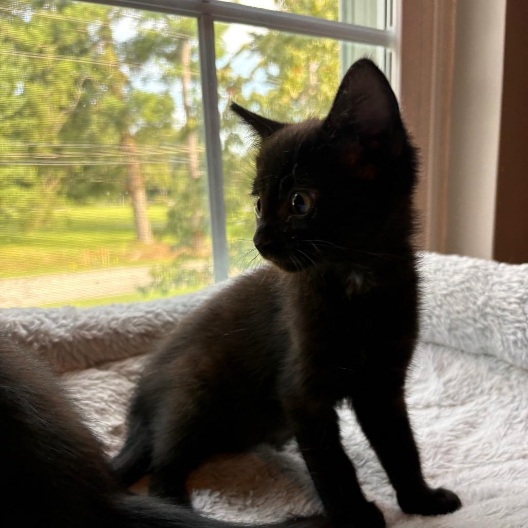 Enlarge Dolly- FIV+, a Adoptable Domestic Short Hair in La Grange, KY image 5/5