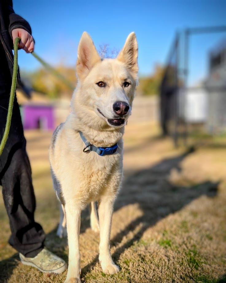 Zara, a Adoptable mixed breed in Douglasville, GA image 1/6