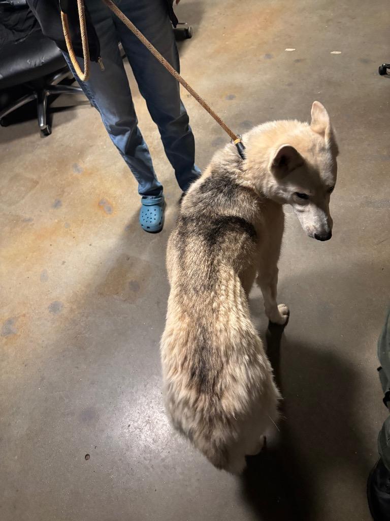 Zara, a Adoptable mixed breed in Douglasville, GA image 3/6