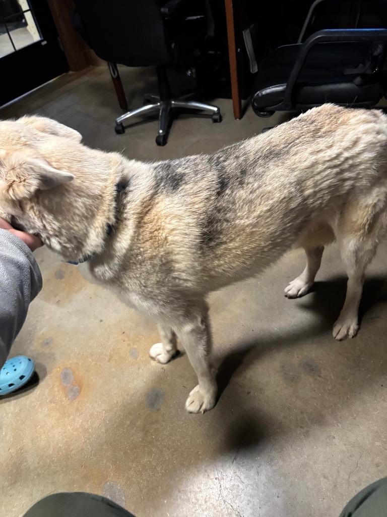 Zara, a Adoptable mixed breed in Douglasville, GA image 4/6