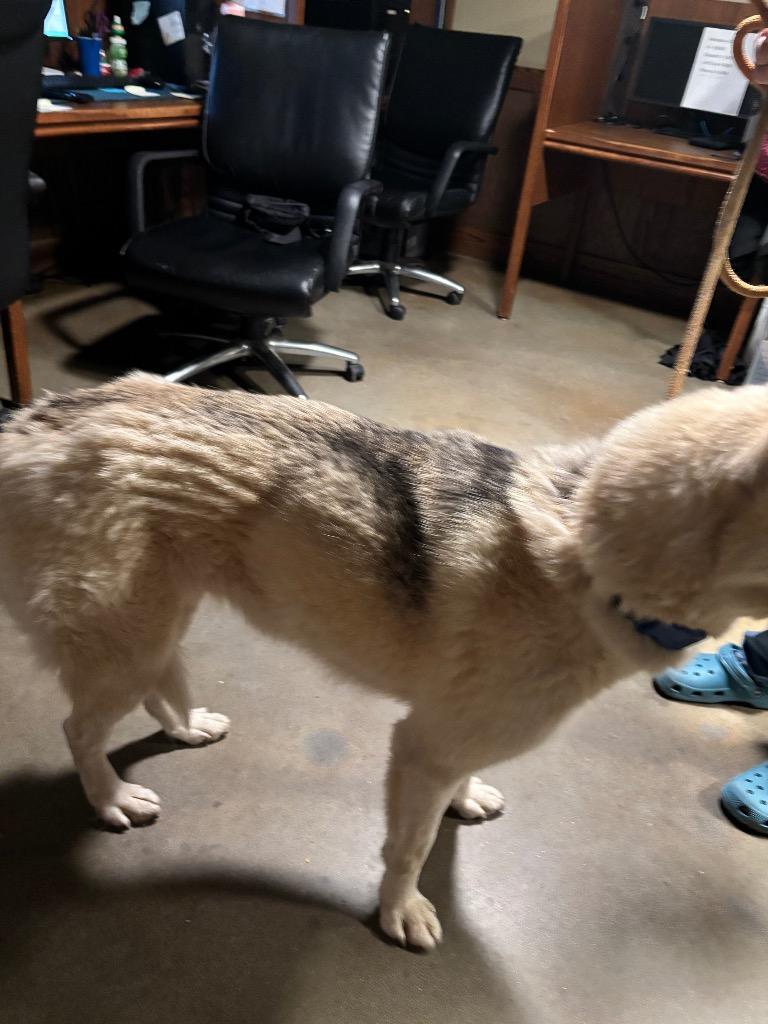 Zara, a Adoptable mixed breed in Douglasville, GA image 5/6