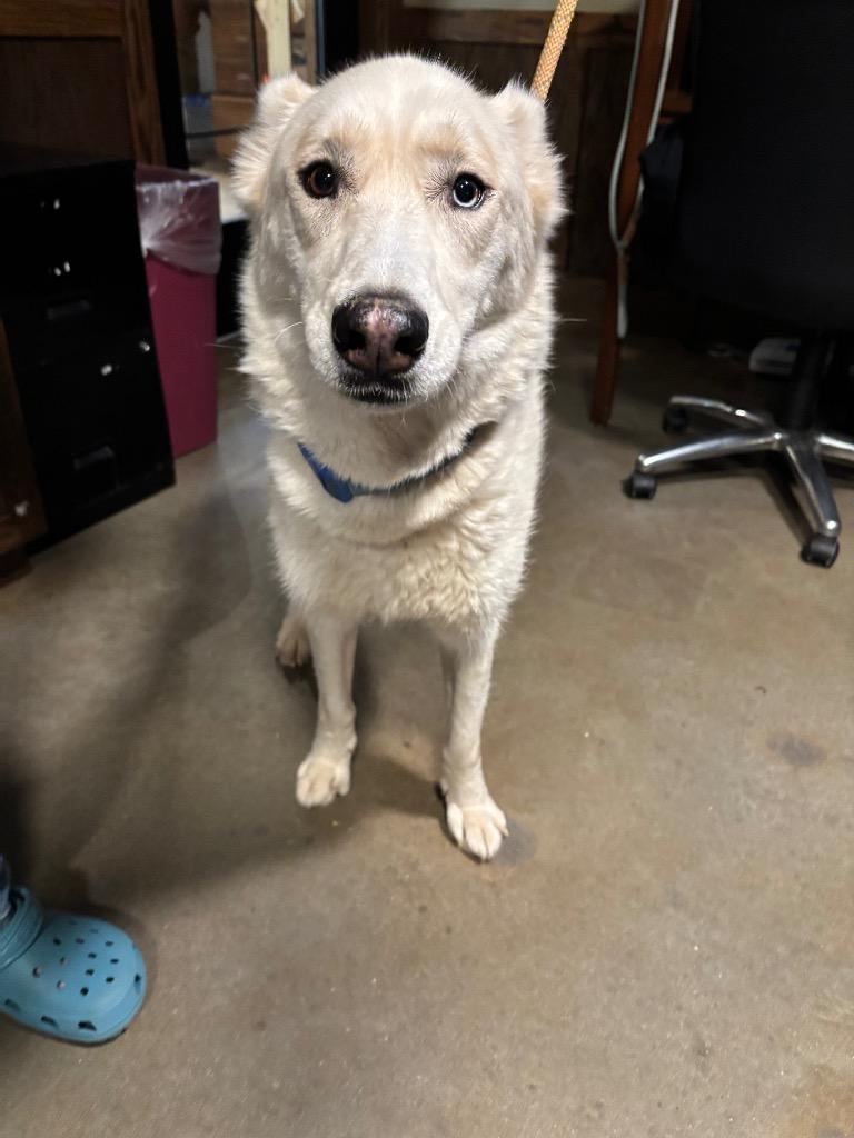 Zara, a Adoptable mixed breed in Douglasville, GA image 6/6