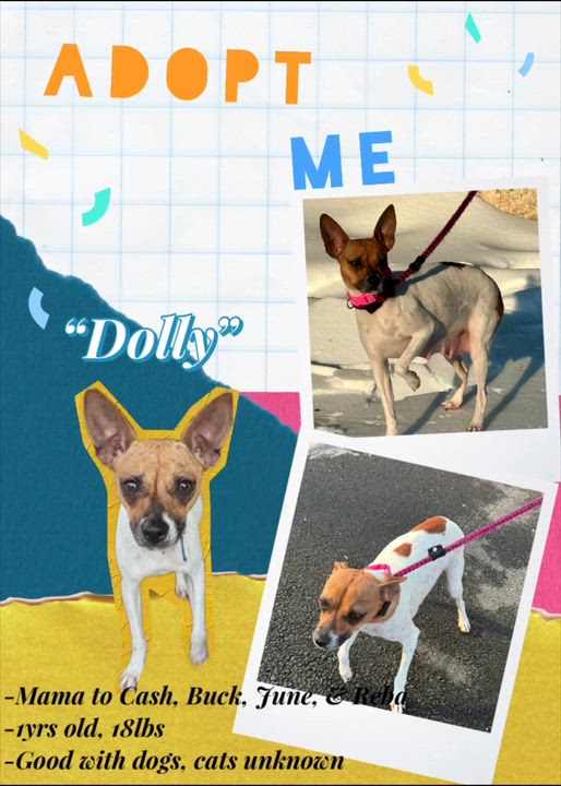 Enlarge Dolly, a Adoptable mixed breed in Manassas, VA video 2/5
