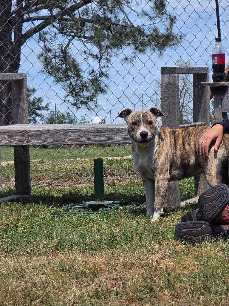 Enlarge Izzy, a Adoptable mixed breed in Metter, GA image 1/1