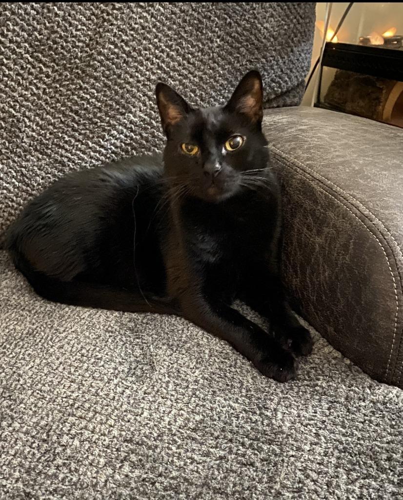 Whiskers, Adopted, Adult Male Domestic Short Hair.