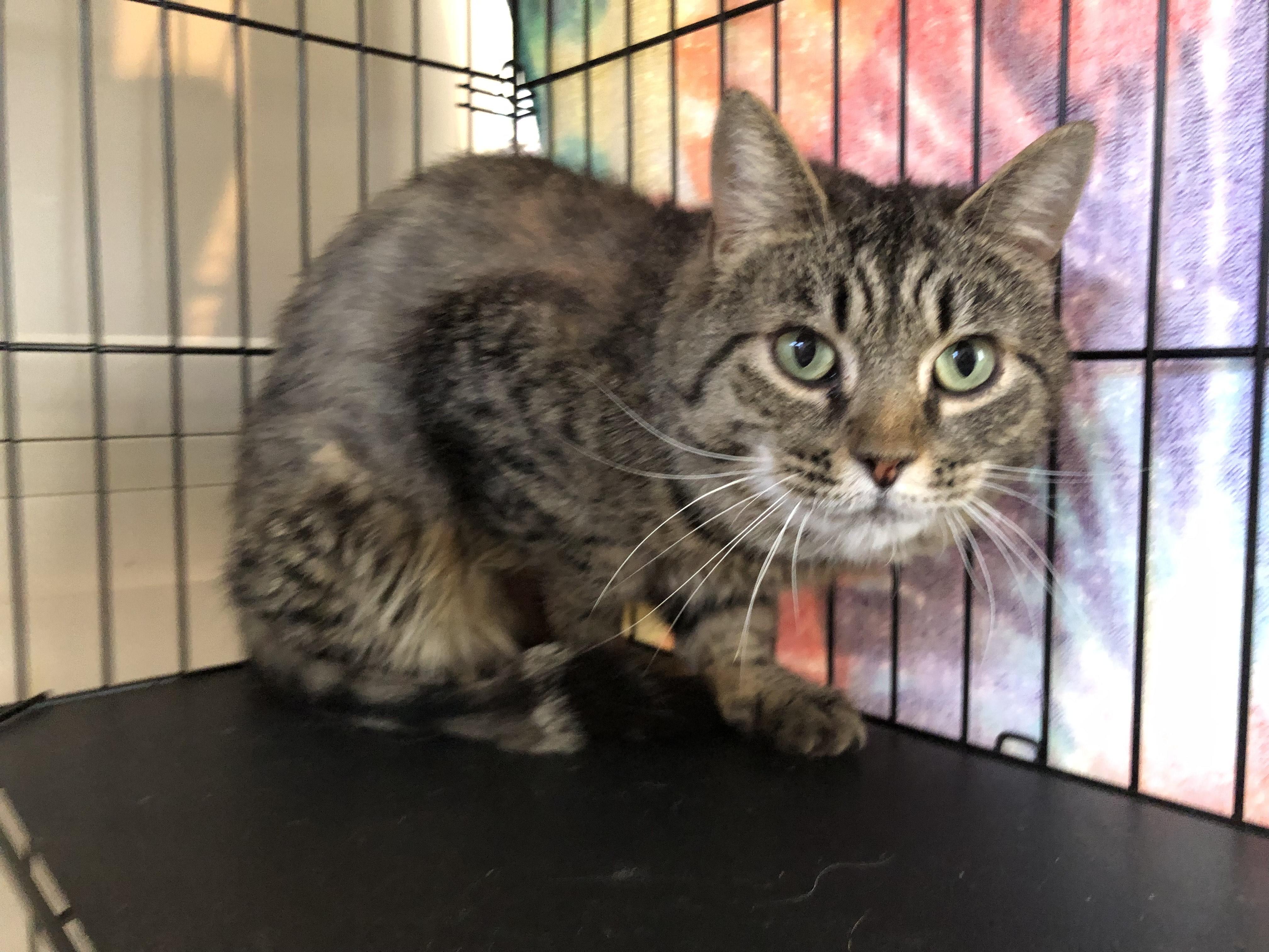 Lea, Adult Female Domestic Short Hair