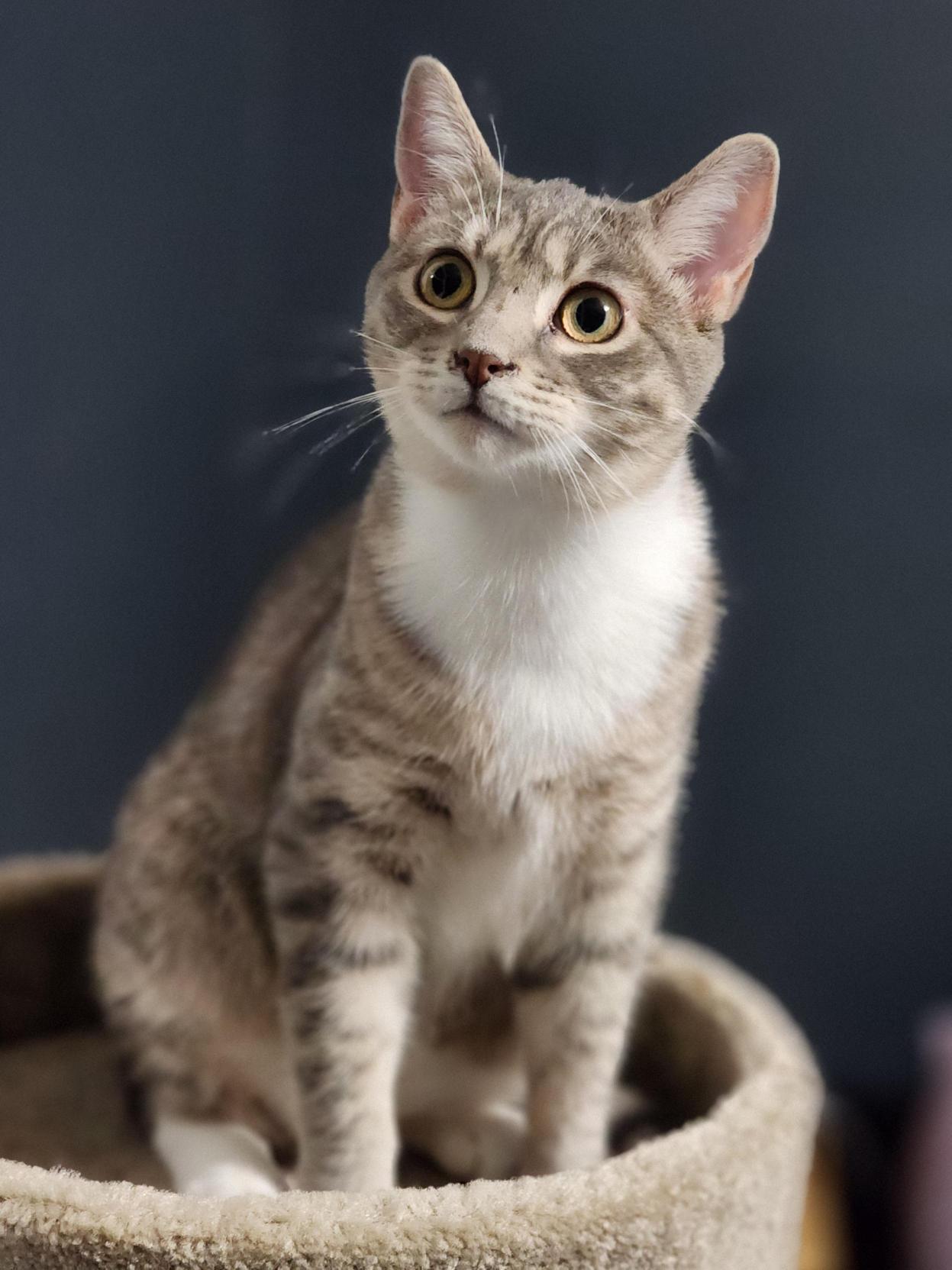 Mochi, Adoptable, Kitten Male Domestic Short Hair.