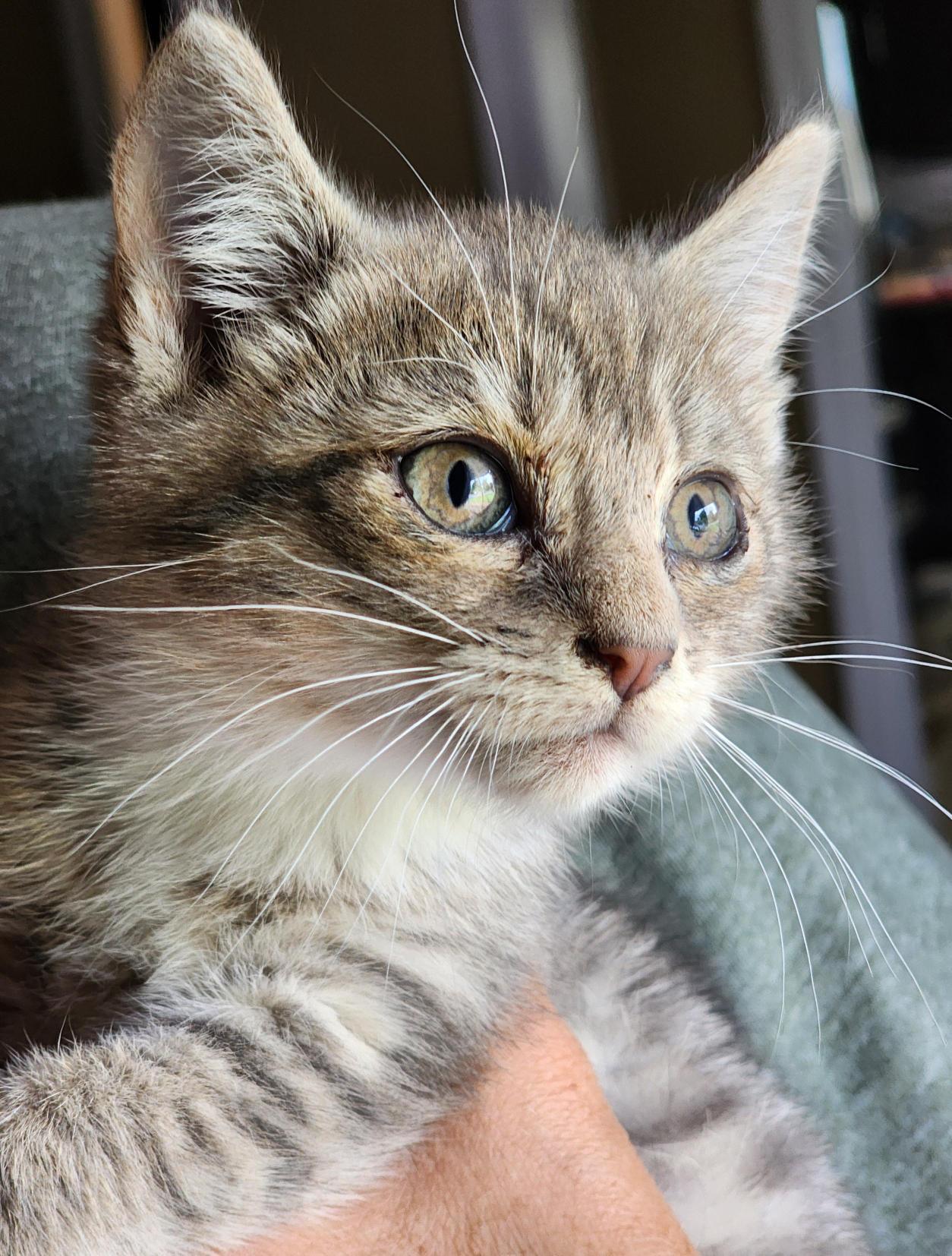 Mochi, a Adoptable Domestic Short Hair in Bristol, TN image 4/4