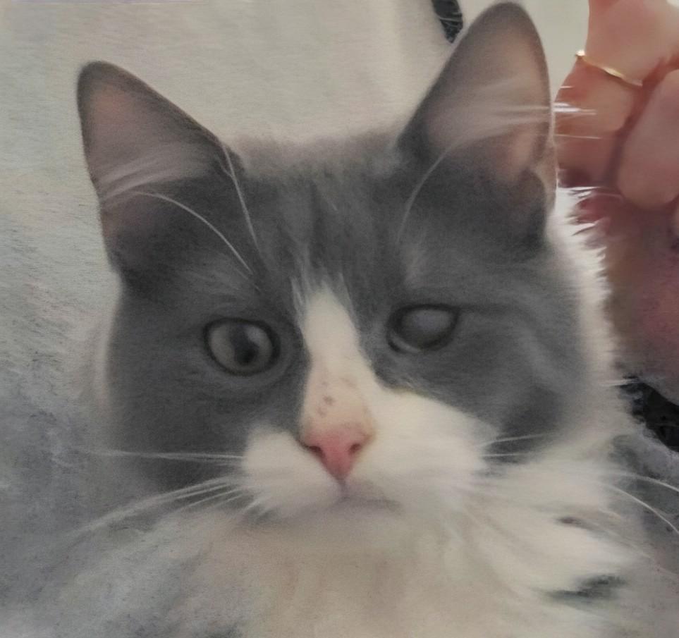 Winkin, Adopted, Young Female Domestic Medium Hair.