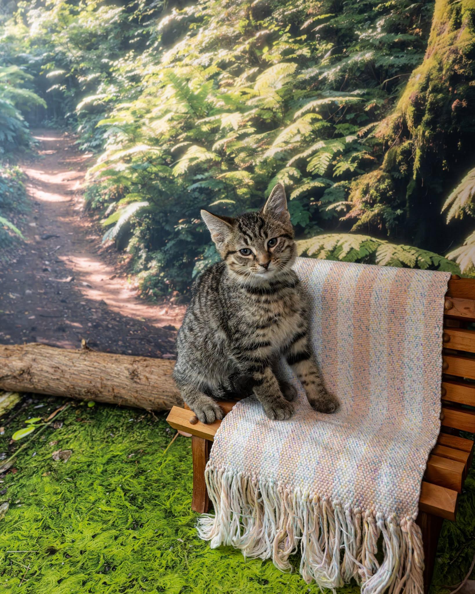 Garnet, an adopted Domestic Short Hair in Lapeer, MI image 2/2