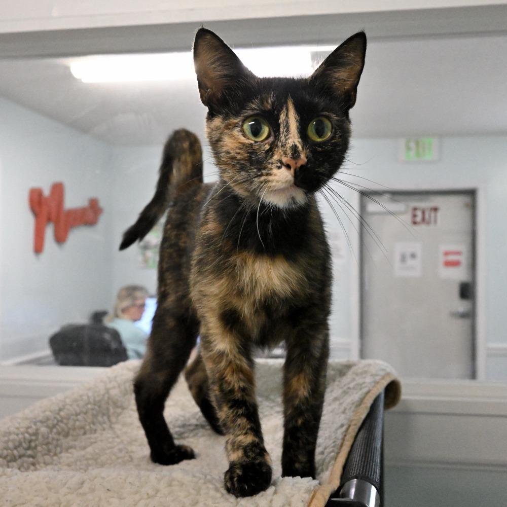 Tori, Adoptable, Young Female Domestic Short Hair.