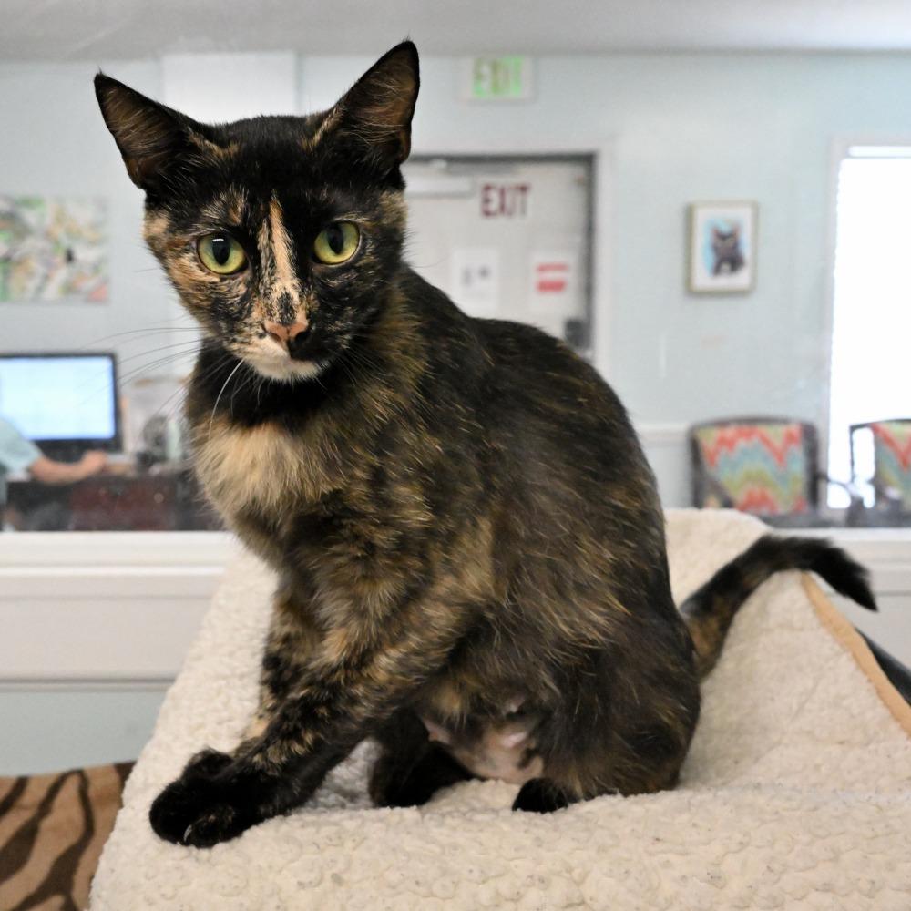 Tori, a Adoptable Domestic Short Hair in Mobile, AL image 2/5
