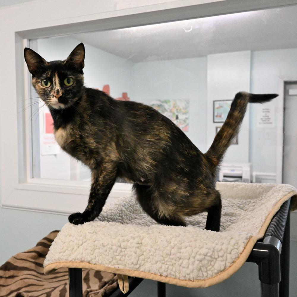 Tori, a Adoptable Domestic Short Hair in Mobile, AL image 3/5