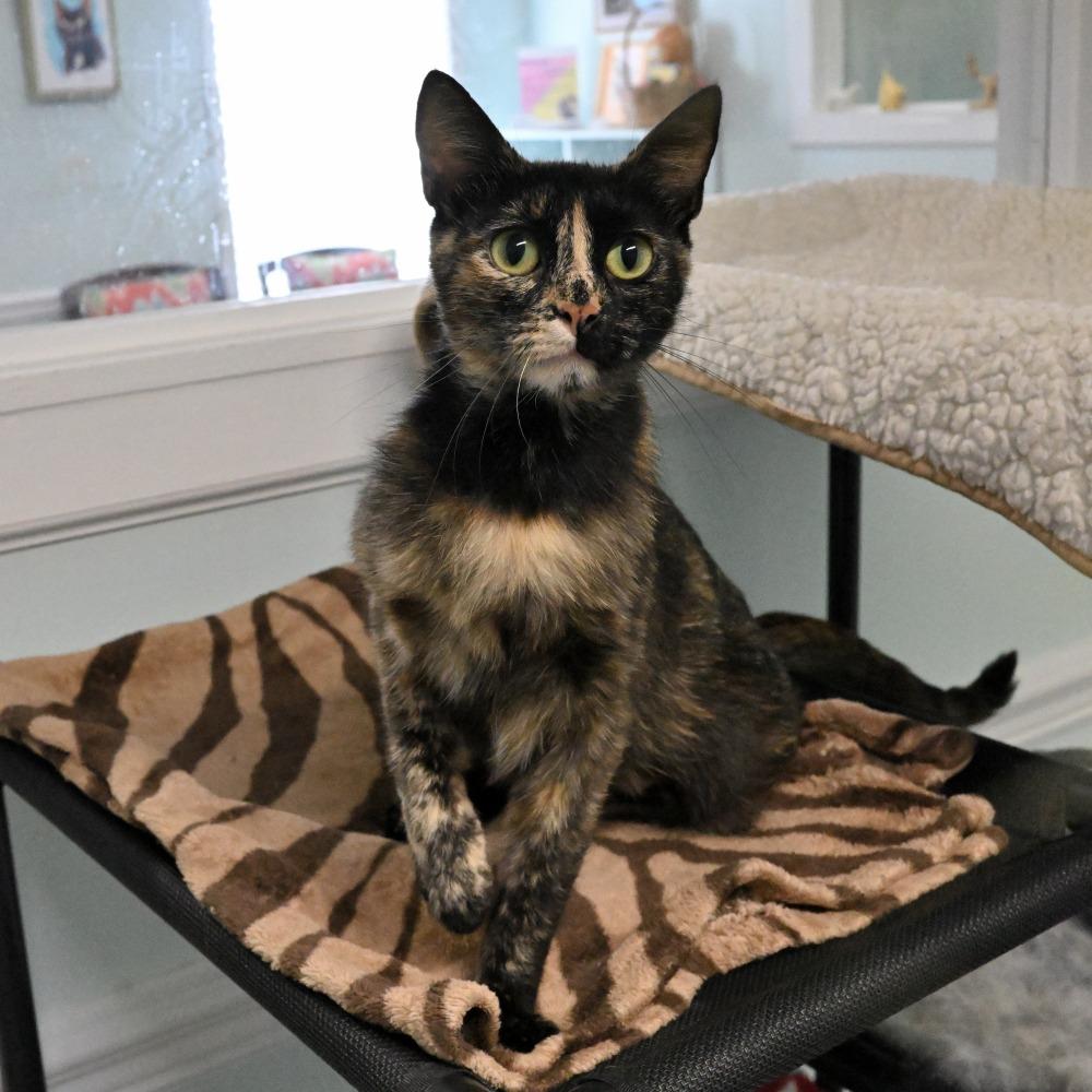Tori, a Adoptable Domestic Short Hair in Mobile, AL image 4/5
