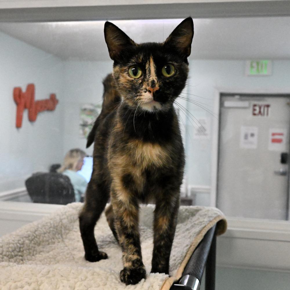 Tori, a Adoptable Domestic Short Hair in Mobile, AL image 5/5