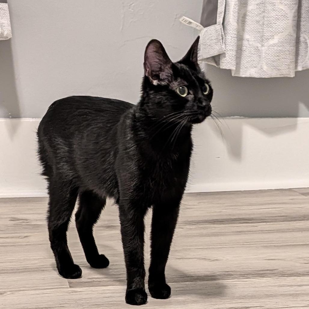 Enlarge Bobbie, a Adoptable Domestic Short Hair in Troy, IL image 1/1