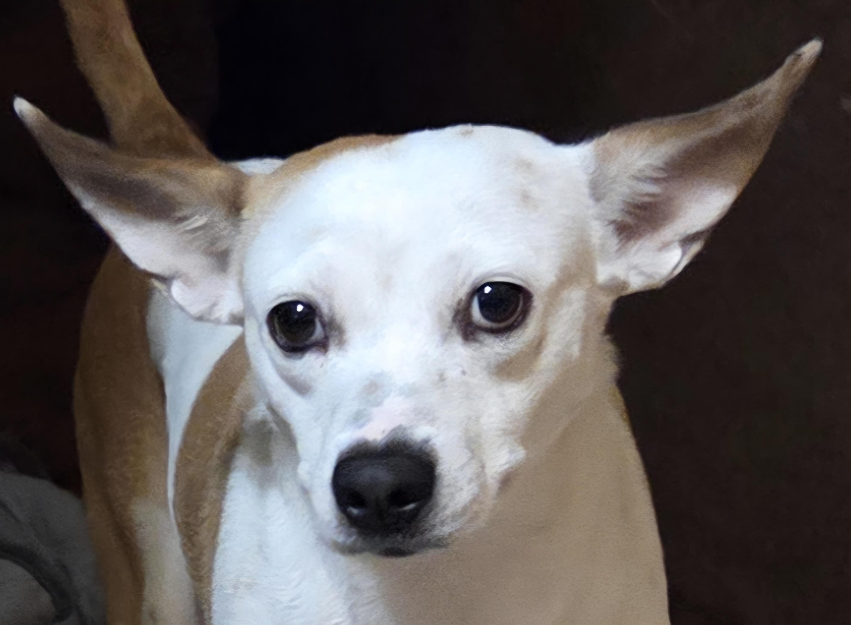 Enlarge SUNSHINE, a Adoptable mixed breed in Tucson, AZ image 1/3