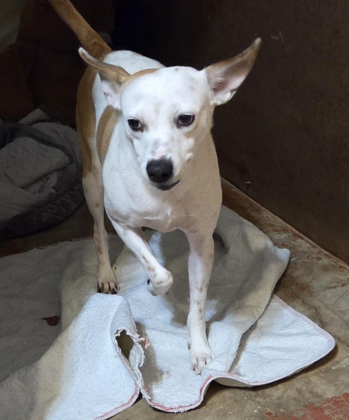 Enlarge SUNSHINE, a Adoptable mixed breed in Tucson, AZ image 2/3