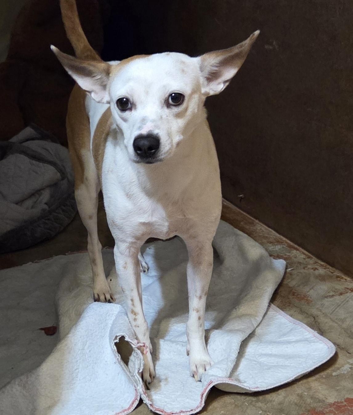 Enlarge SUNSHINE, a Adoptable mixed breed in Tucson, AZ image 3/3