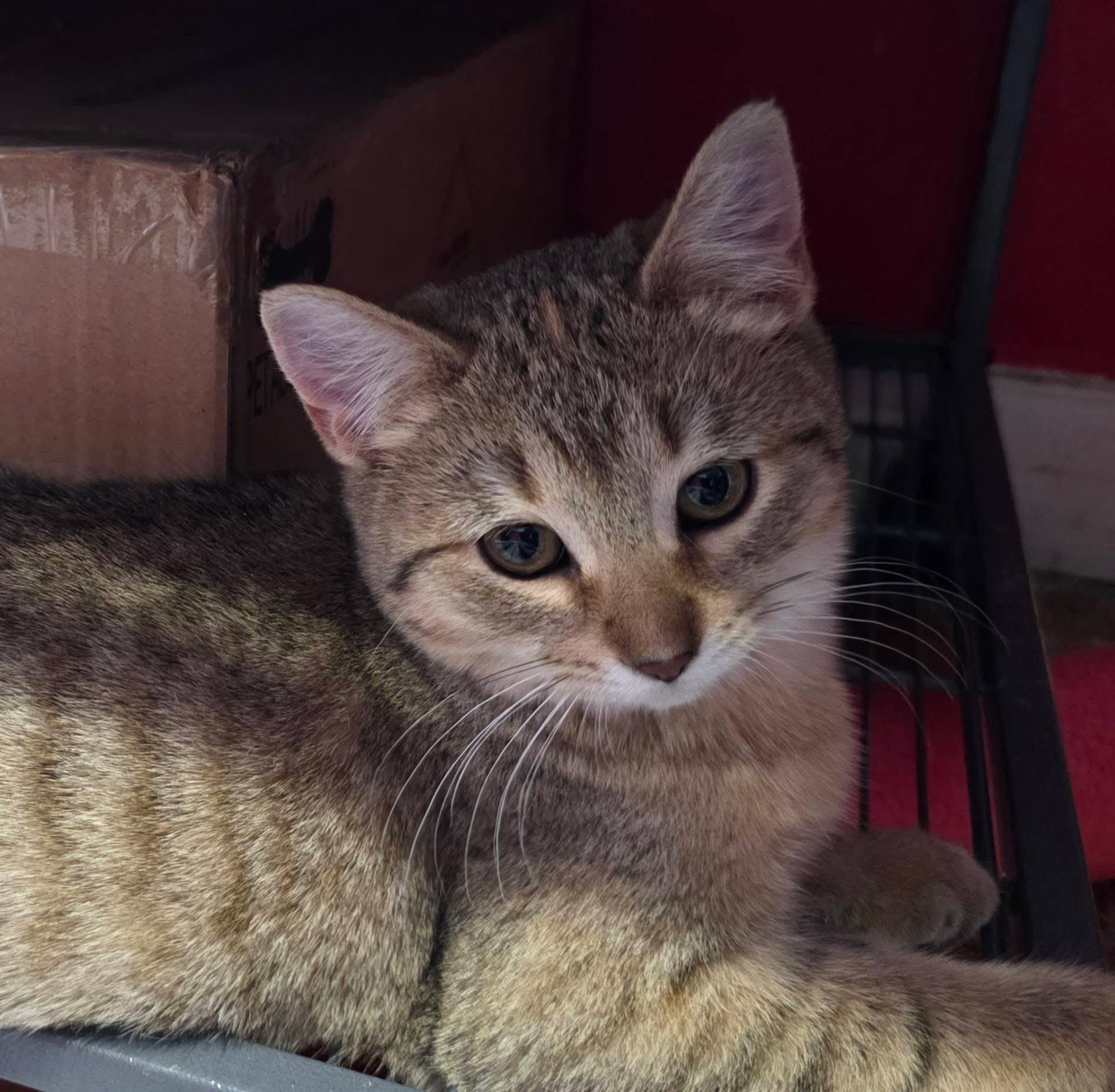 Jenny, ADOPTABLE, Kitten Female Tabby.