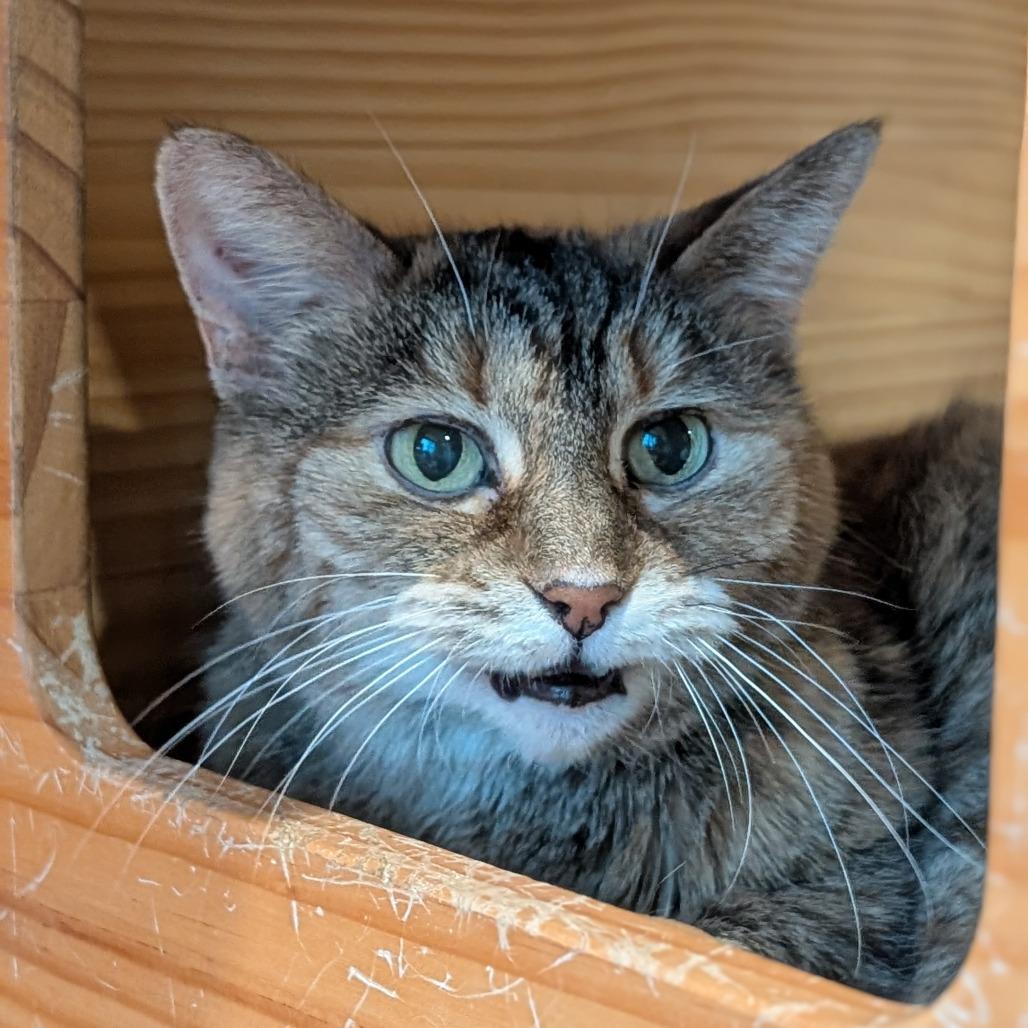 Baby, Adoptable, Senior Female Domestic Short Hair.