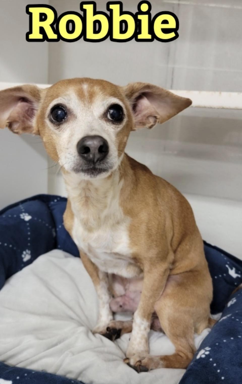 Enlarge Robbie, a ADOPTABLE mixed breed in Cary, NC image 2/2