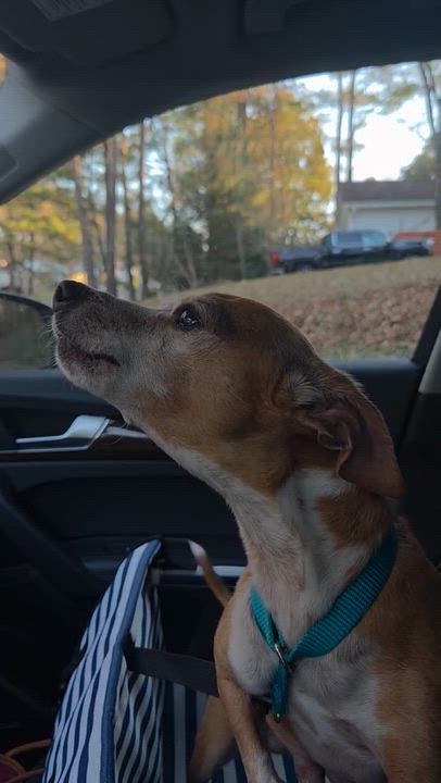 Enlarge Robbie, a ADOPTABLE mixed breed in Cary, NC video 1/2