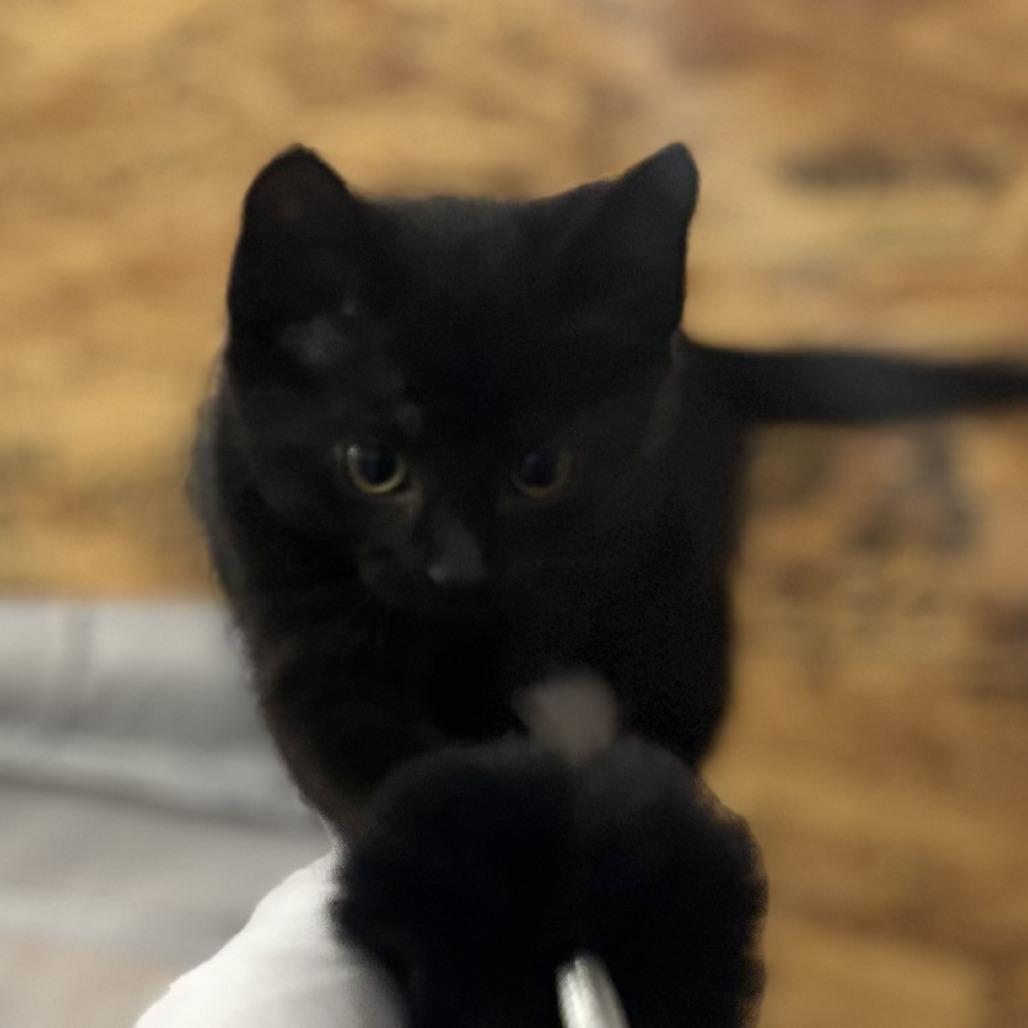 Enlarge Midnight, a Adoptable Domestic Short Hair in Staten Island, NY image 2/3