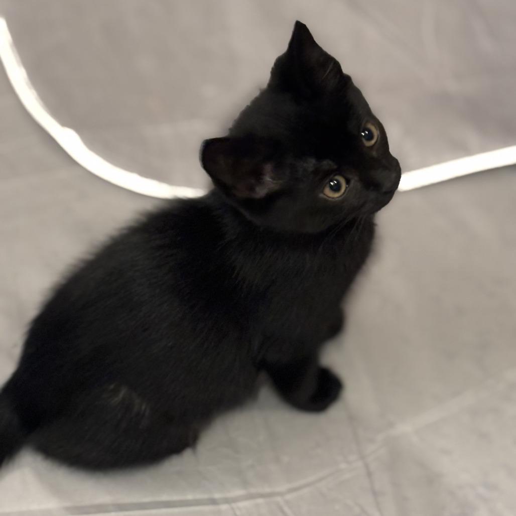 Enlarge Midnight, a Adoptable Domestic Short Hair in Staten Island, NY image 3/3