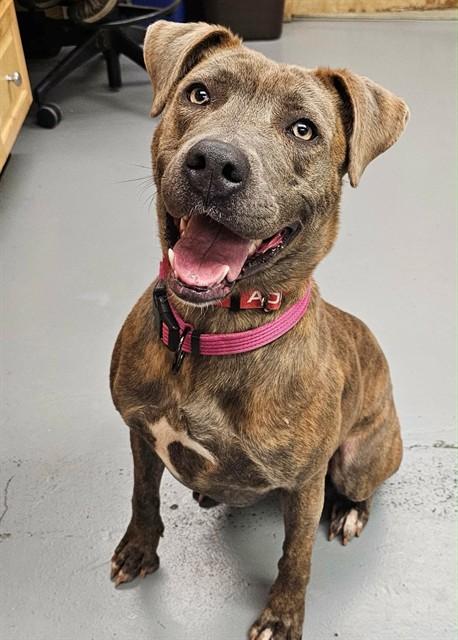 Doja, ADOPTABLE, Adult Female Labrador Retriever & Pit Bull Terrier.