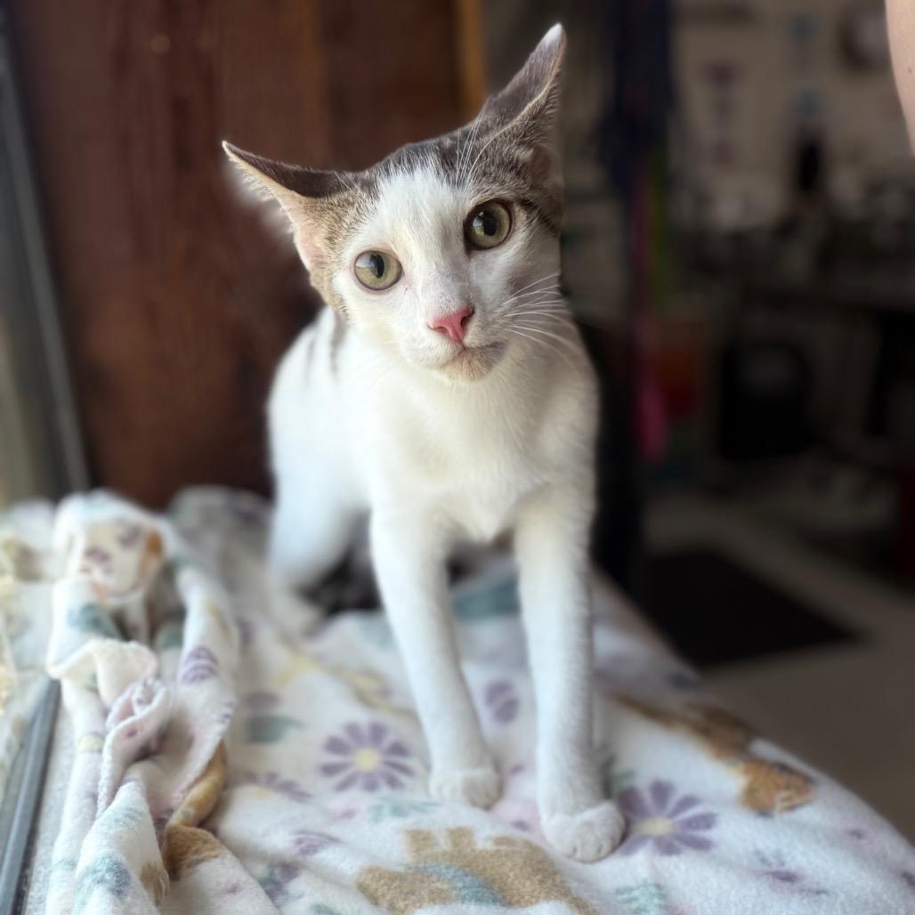Skippy John, Adoptable, Kitten Male Domestic Short Hair.