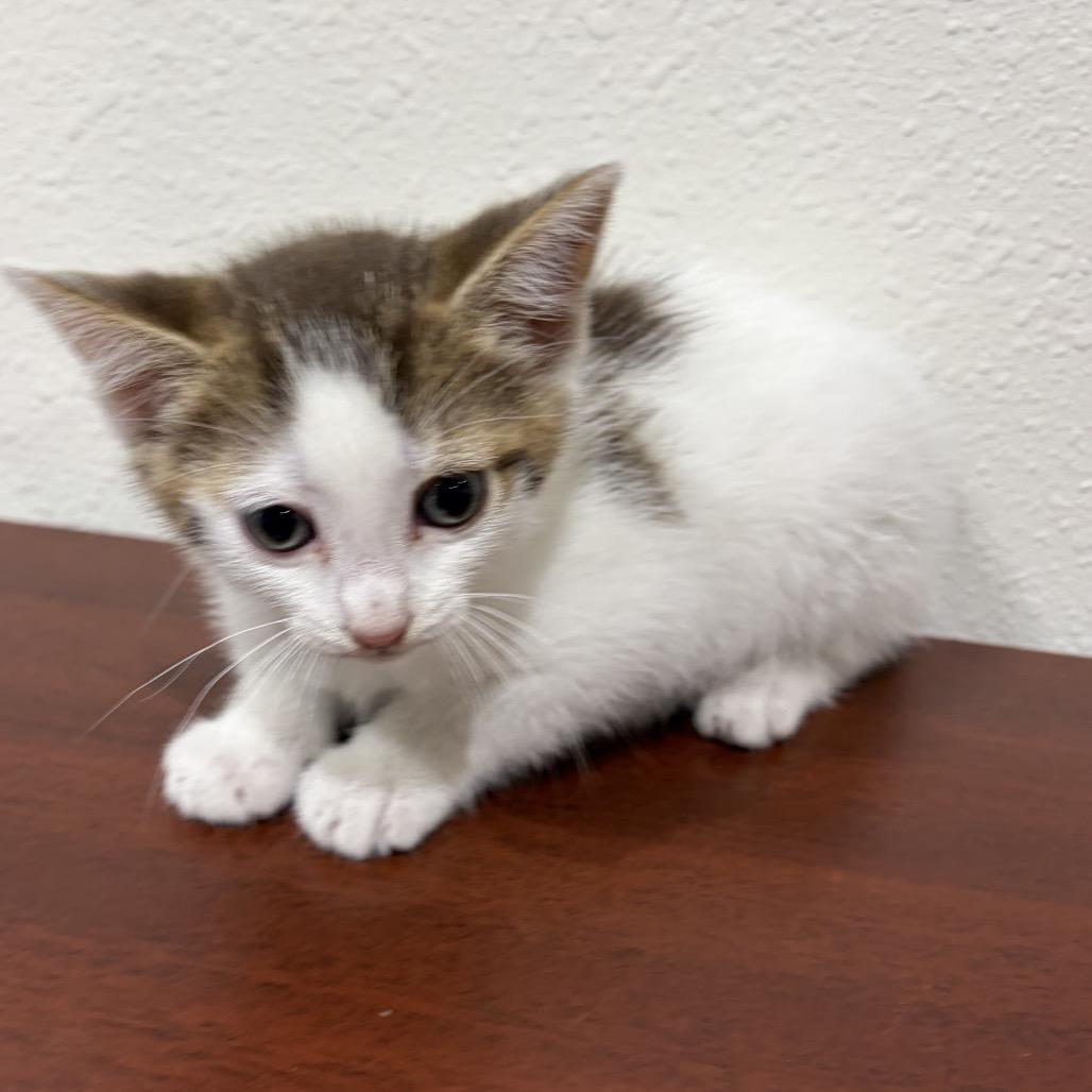 Selene, Adoptable, Kitten Female Domestic Short Hair.