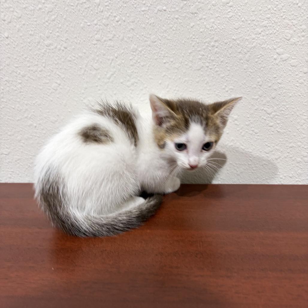 Skippy John, a Adoptable Domestic Short Hair in Harlingen, TX image 2/2