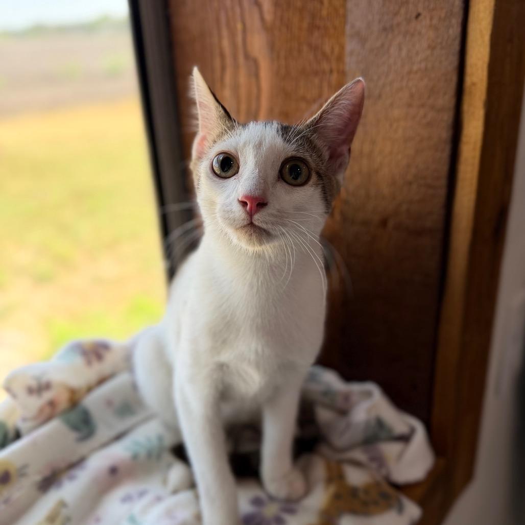 Skippy John, a Adoptable Domestic Short Hair in Harlingen, TX image 4/5