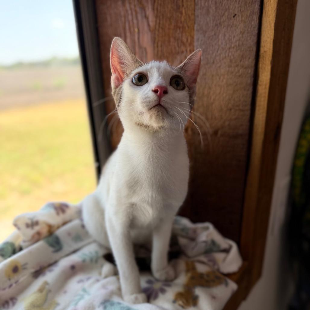 Skippy John, a Adoptable Domestic Short Hair in Harlingen, TX image 5/5