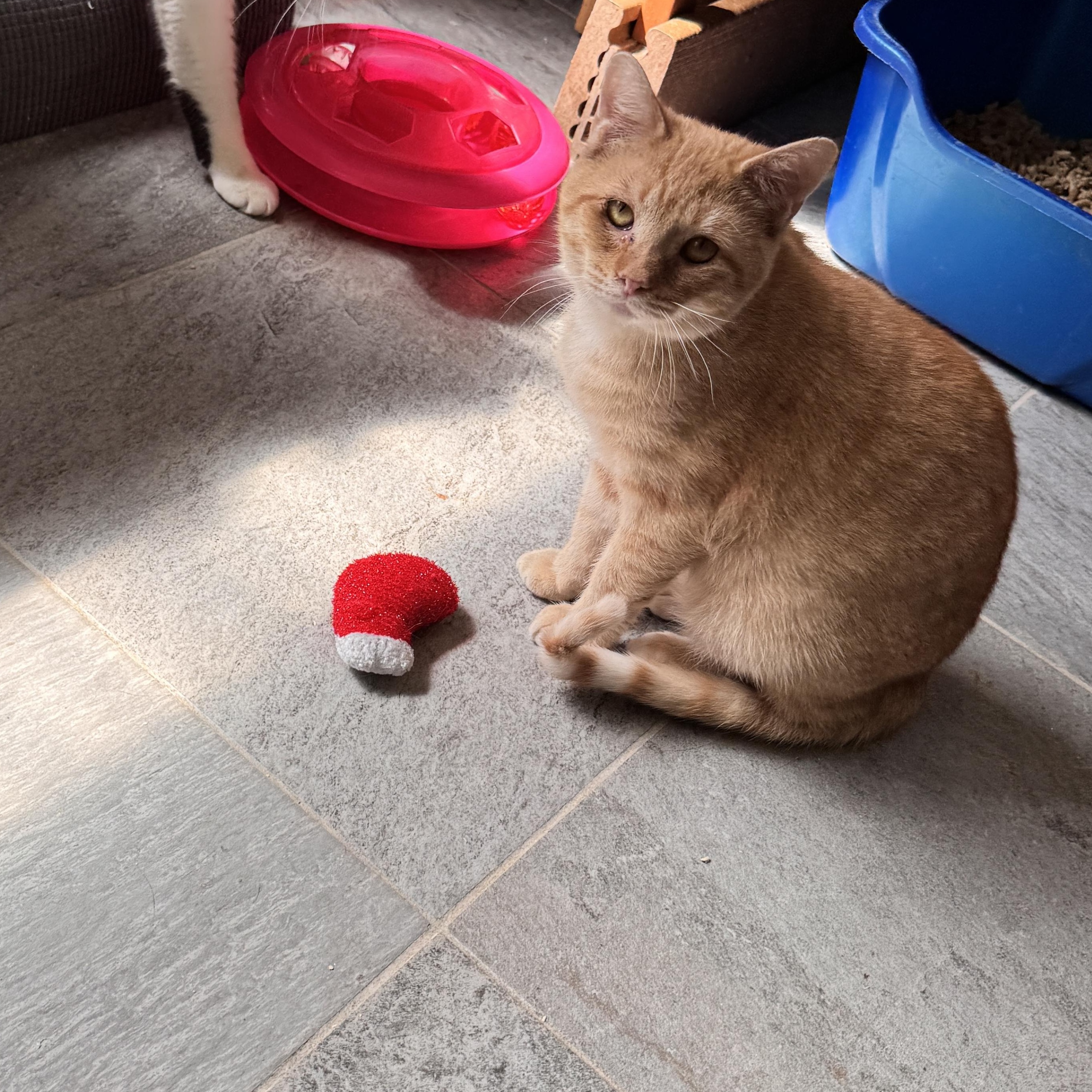 Sawyer, Adoptable, Adult Male Tabby.