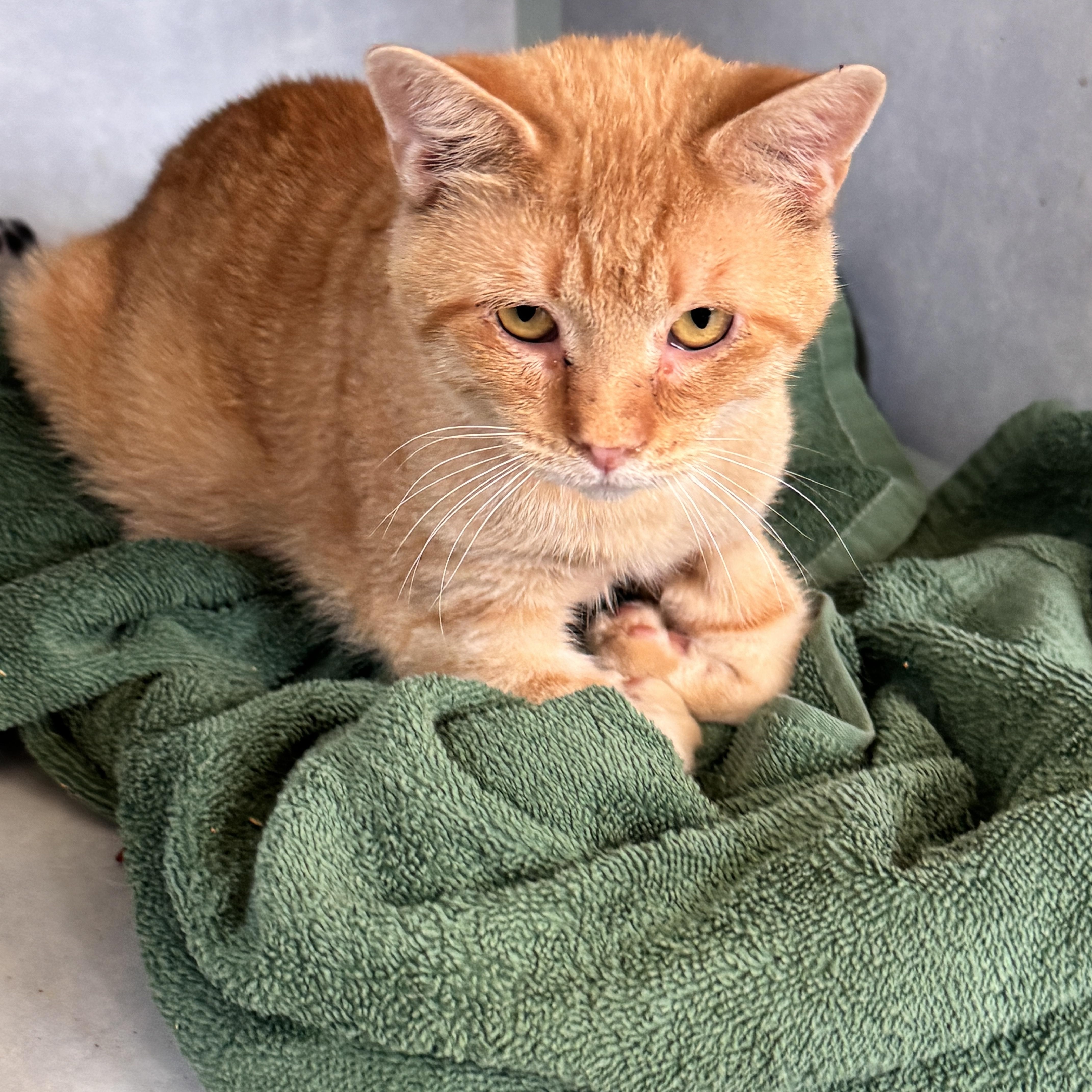Enlarge Sawyer, a Adoptable Tabby in Richland, MI image 5/5
